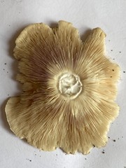 Termitomyces