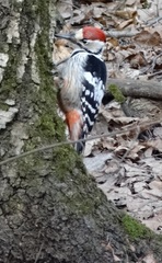 Dendrocopos leucotos