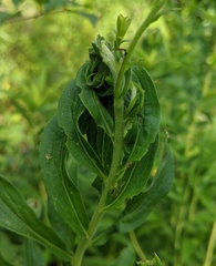 Asphondylia solidaginis