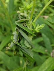 Asphondylia solidaginis