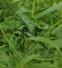 Asphondylia solidaginis
