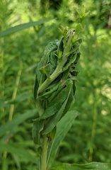 Asphondylia solidaginis