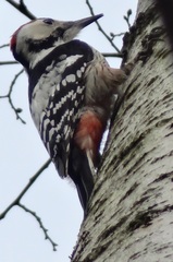 Dendrocopos leucotos