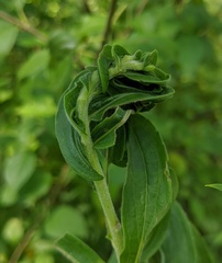 Asphondylia solidaginis