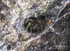 Diapontia uruguayensis