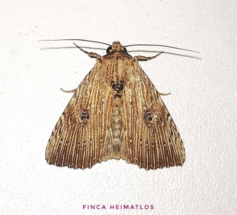 Perigea leucanioides