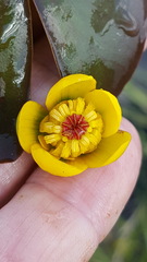 Nuphar microphylla