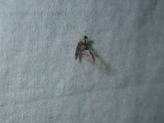 Callibaetis ferrugineus hageni