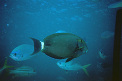 Acanthurus grammoptilus