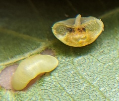 Caryomyia biretta