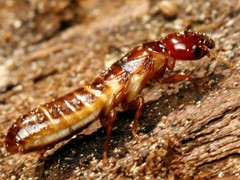 Zootermopsis nevadensis