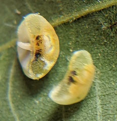 Caryomyia biretta