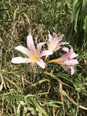 Lycoris squamigera