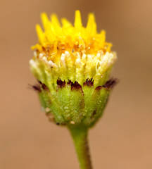 Brachyscome ciliaris brachyglossa