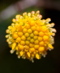 Brachyscome ciliaris brachyglossa