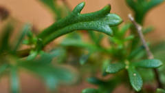 Brachyscome ciliaris brachyglossa