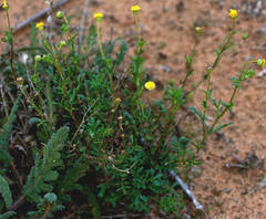 Brachyscome ciliaris brachyglossa