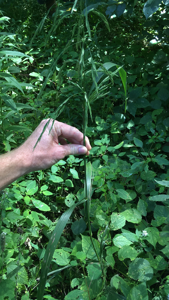 Native Michigan Reeds stout wood reed from Indian Trail, Three Oaks, MI, US on August 5, 2020 ...