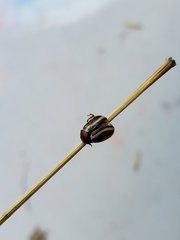 Calligrapha californica