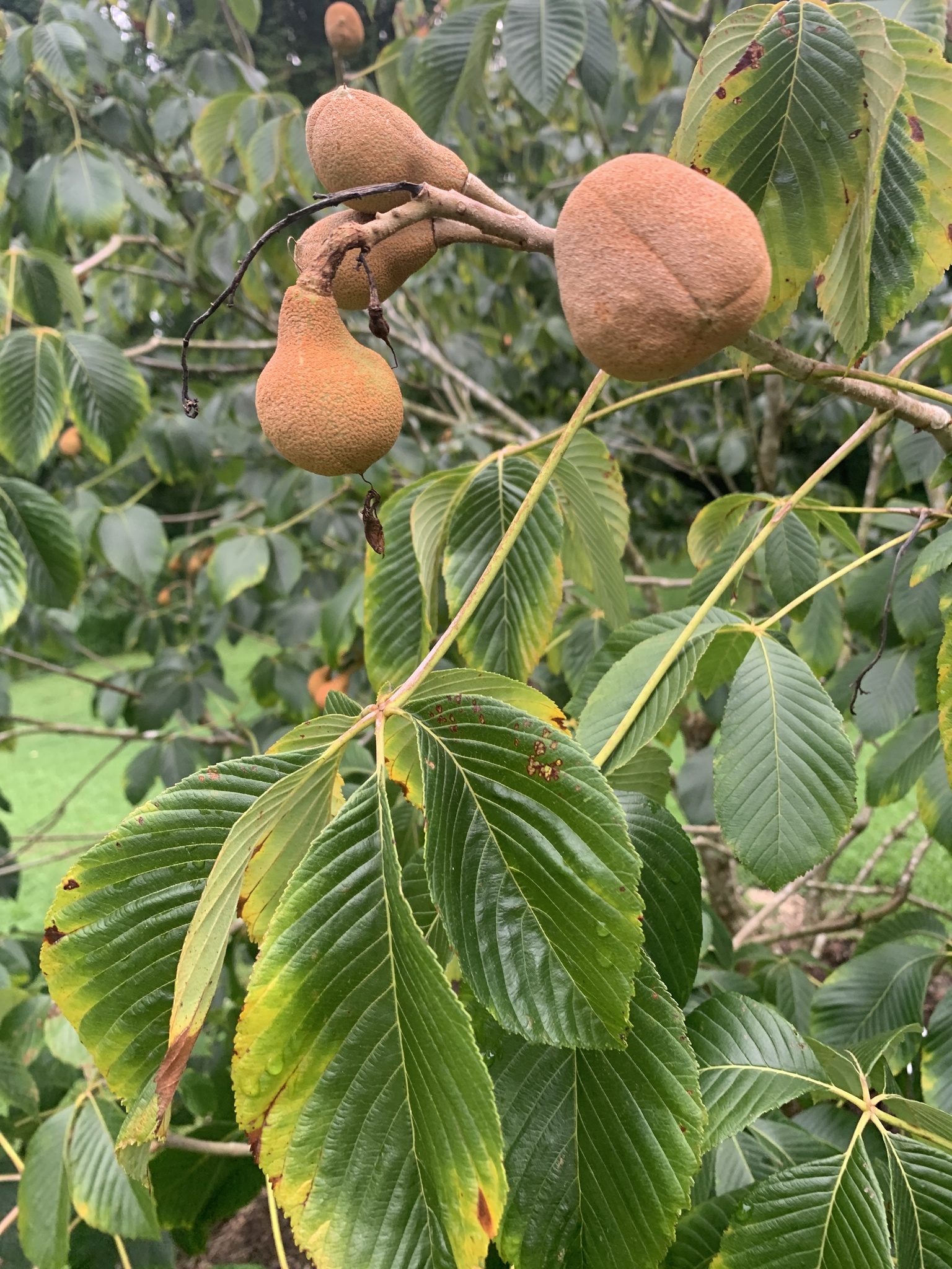 painted buckeye (Aesculus sylvatica) · iNaturalist