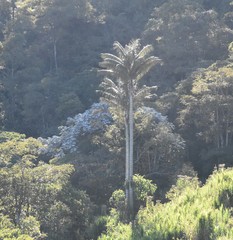Ceroxylon quindiuense