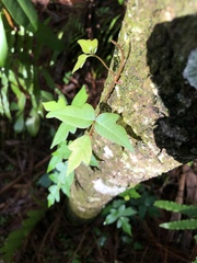 Toxicodendron radicans image