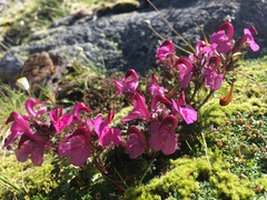 Pedicularis rostratocapitata