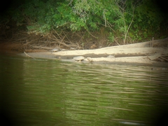 Graptemys ouachitensis