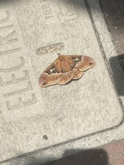 Callosamia angulifera