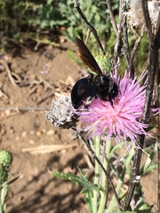 Xylocopa californica arizonensis