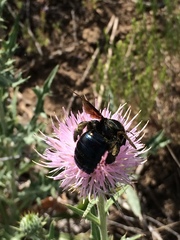 Xylocopa californica arizonensis