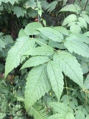 Aruncus