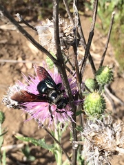 Xylocopa californica arizonensis
