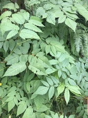 Aruncus