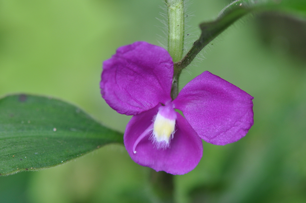 Coleotrype baronii