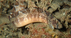 Pholis ornata