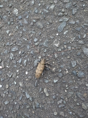 Acalolepta luxuriosa