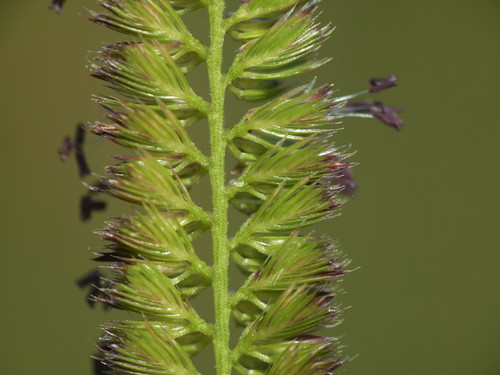 Cynosurus