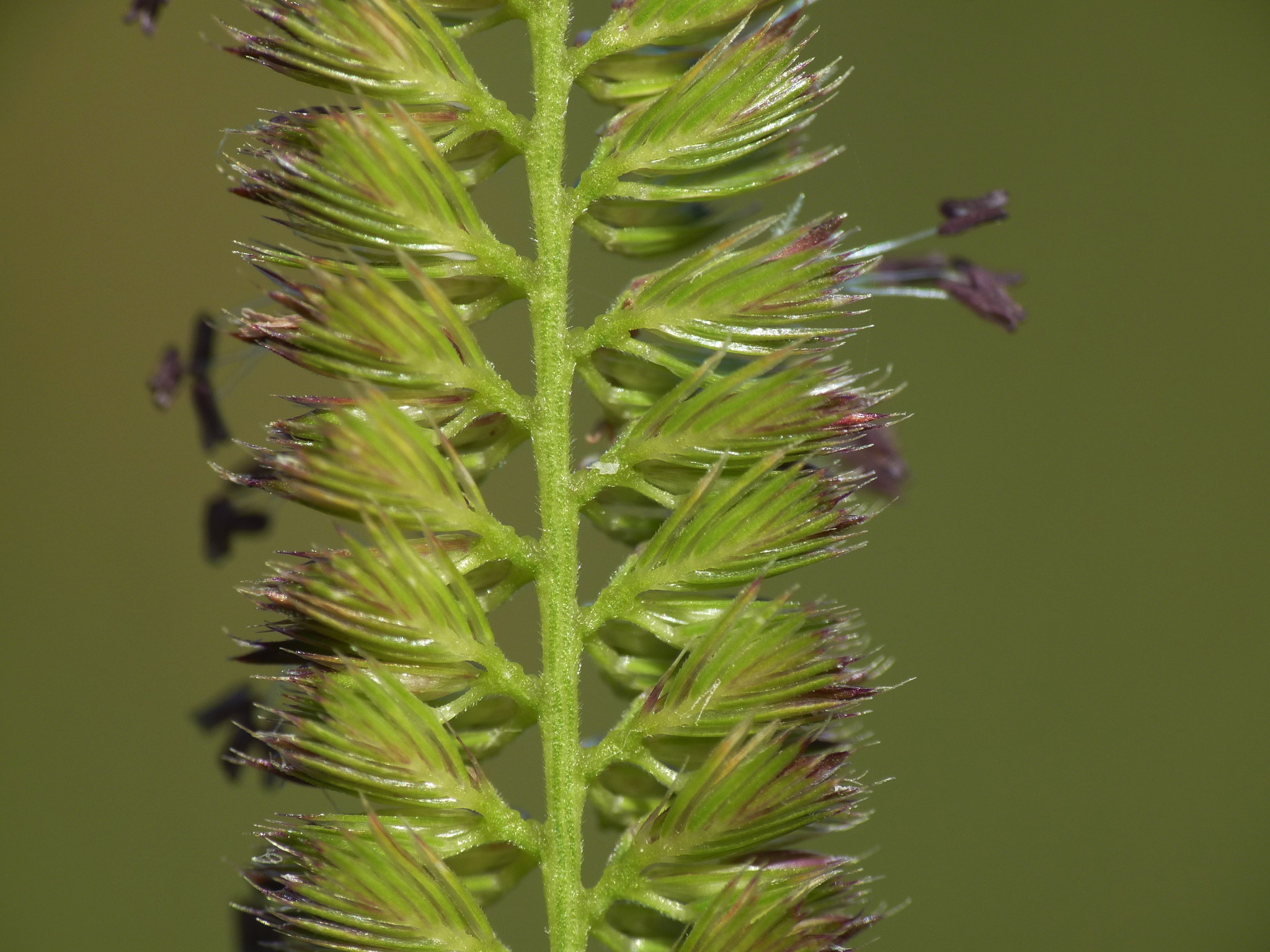 Cynosurus