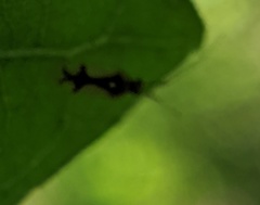 Hyaliodes