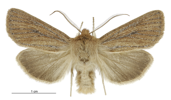 Ichneutica lissoxyla