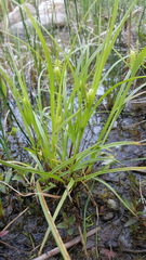 Carex baileyi