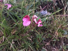 Pedicularis kerneri