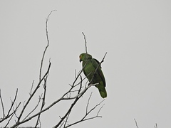 Amazona autumnalis autumnalis
