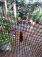 Eburia quadrigeminata