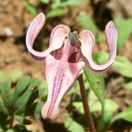 Photograph of Bleedinghearts