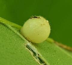 Caryomyia cilidolium