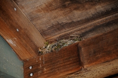 Empidonax difficilis