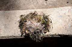 Empidonax difficilis