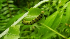 Callopistria floridensis